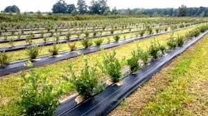 plantacja borówki wysokiej