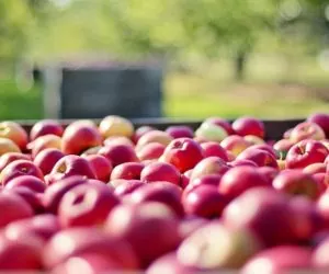 Coraz mniejsza sprzedaż jabłek i&nbsp;ziemniaków