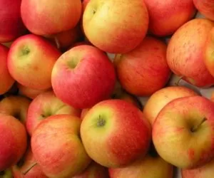 Eksport jabłek do Wietnamu