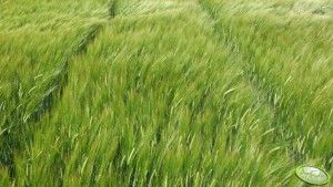 jęczmień jary Ella