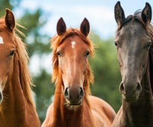 5 edycji Mistrzostw Polski Młodych Koni w&nbsp;2016