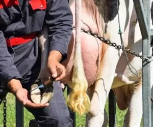 Korekcja racic u&nbsp;bydła a&nbsp;jakość produkcji