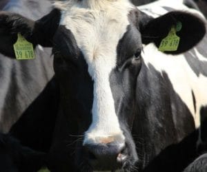 Chore krowy – chory system? Kryzys wizerunkowy polskiej wołowiny