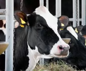 Co oznacza zmniejszona aktywność dobowa krowy?