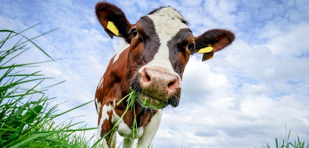Mleko od szczęśliwej krowy! Jak zadbać o dobrostan zwierząt?