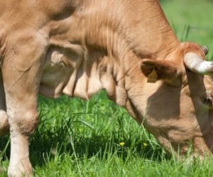 Dekornizacja: kiedy należy ją przeprowadzać?