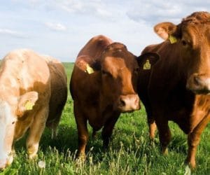 Czy ekologiczny chów bydła mięsnego jest opłacalny?