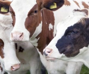 Inseminacja. Cz. I: nieprawidłowe wykrycie rui