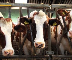 Powikłania związane z&nbsp;brakiem profilaktycznej korekcji racic