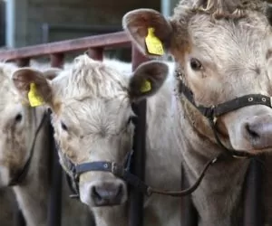 Żywiec: ceny w&nbsp;UE w&nbsp;połowie grudnia