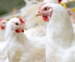kolejne ogniska wirusa ptasiej grypy