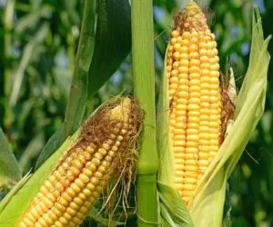 Kukurydza oczami botanika