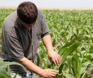 GMO: jak zmodyfikowano kukurydzę?