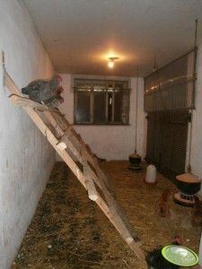 czy w kurniku ma być ciepło?