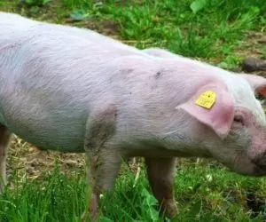 Nie dla dopłat do transportu wieprzowiny