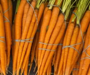 Zbiory warzyw korzeniowych: marchew, ziemniaki