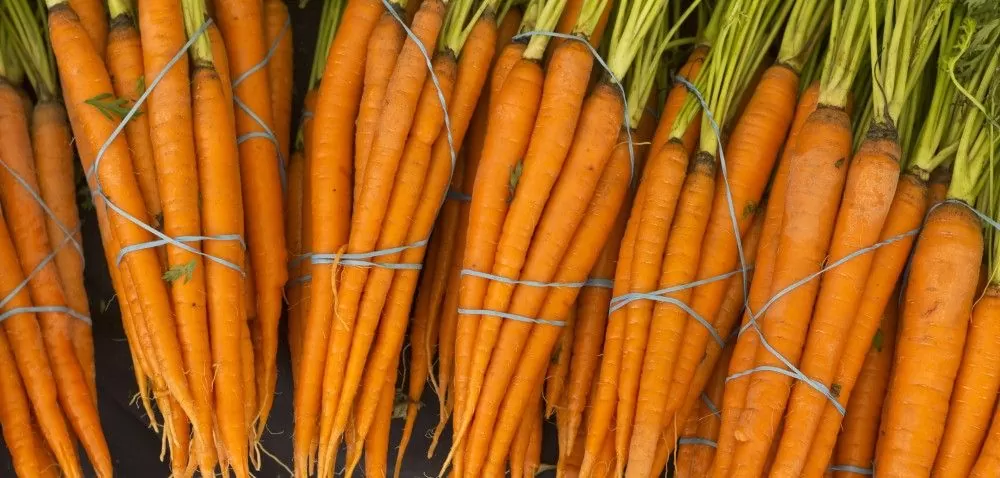 Zbiory warzyw korzeniowych: marchew, ziemniaki