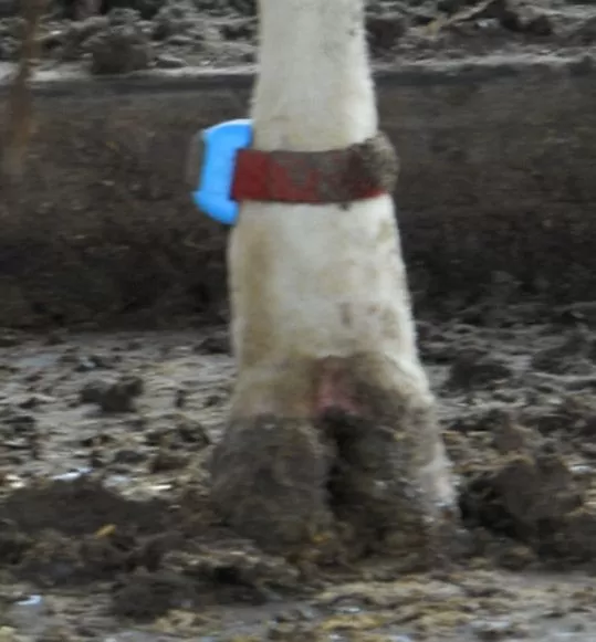 czujnik