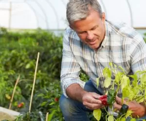 Uprawa warzyw ekologicznych: jak sobie radzić z&nbsp;ochroną?