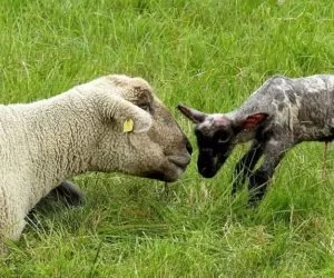 Żywiec: ceny w&nbsp;Unii Europejskiej
