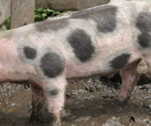 Będzie można sprzedawać mięso z&nbsp;własnego uboju!