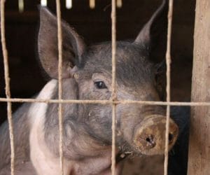 Utylizacja padłych zwierząt w&nbsp;2016 r.