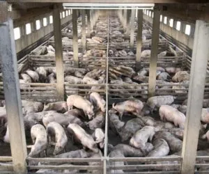 Porażka ministra Jurgiela: dopłat nie będzie