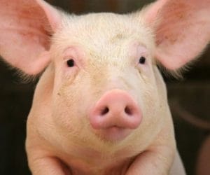 Pierwsze czytania projektów ministerstwa rolnictwa