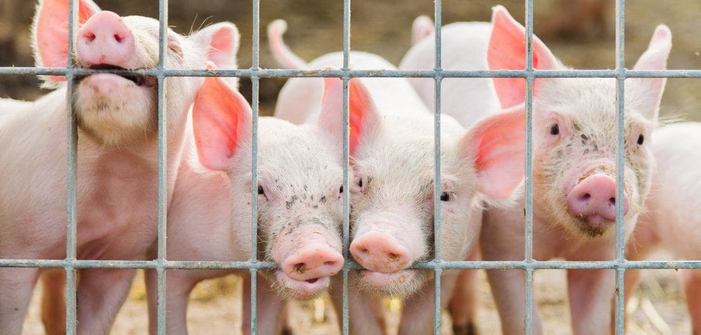 Tak źle jeszcze nie było: ciężkie czasy trzody chlewnej