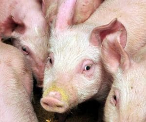 Dodatki paszowe dla świń dobre na biegunki?