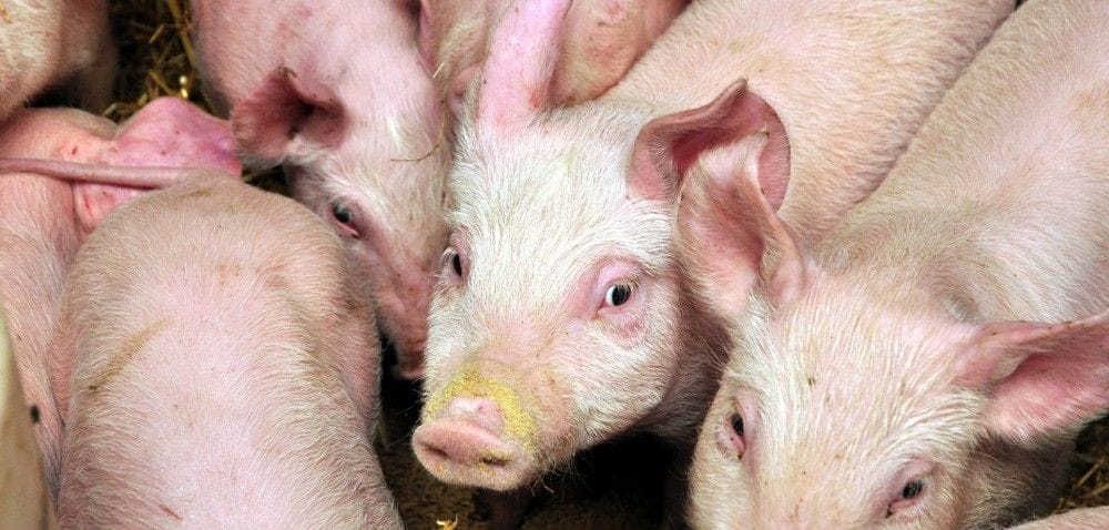 Dodatki paszowe dla świń dobre na biegunki?