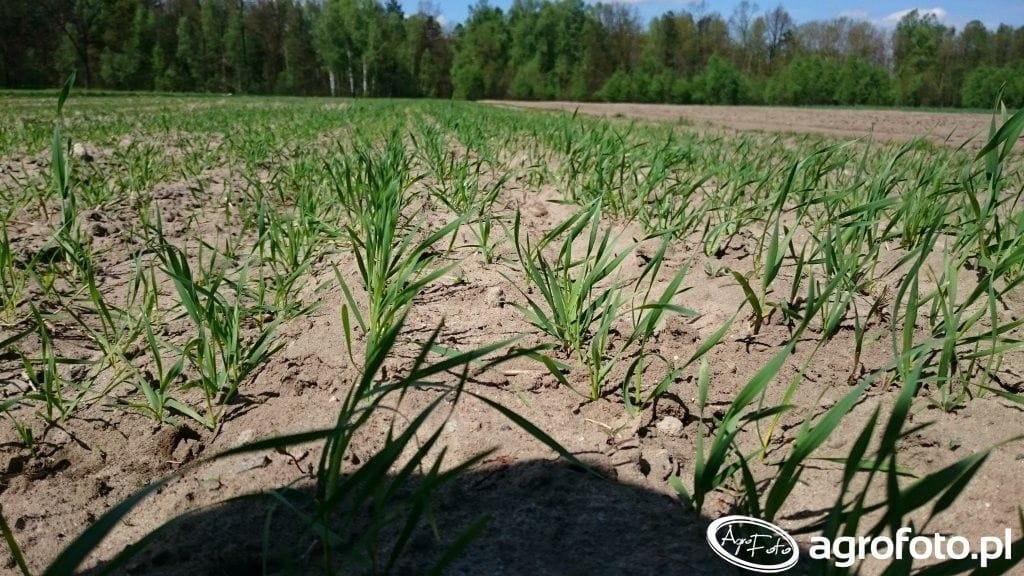 uprawa pszenicy jarej