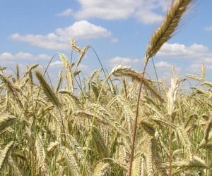 Pszenżyto ozime i&nbsp;jego wiosenne wymagania