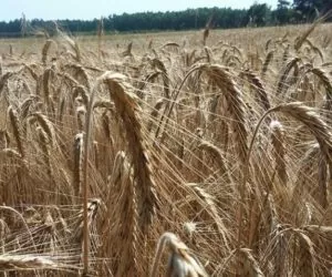 Cena pszenżyta w&nbsp;skupie na początku października