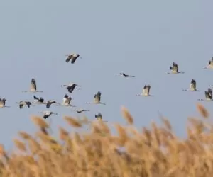 Maciej Grabowski poparł dyrektywy dotyczące przyrody