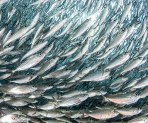 O rybach podczas kieleckich targów