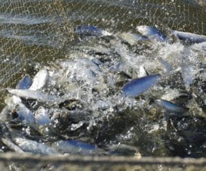 Ceny ryb w&nbsp;górę