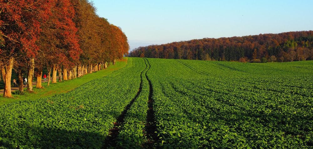 Ocena stanu roślin na plantacji rzepaku przed zimą