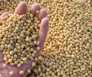 Pełnotłuste nasiona soi w&nbsp;żywieniu zwierząt