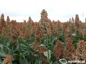 wymagania glebowe sorgo
