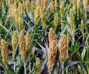Sorgo: wymagania glebowe i&nbsp;wodne