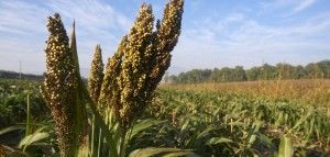 sorgo
