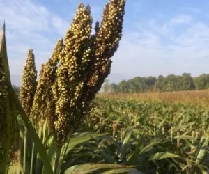 Czym powinniśmy nawozić sorgo cukrowe?