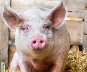 Program świnia plus – hodowcy nie chcą dopłat?