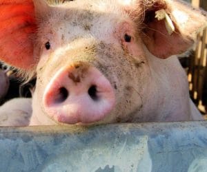 Wsparcie dla producentów mleka i&nbsp;producentów świń