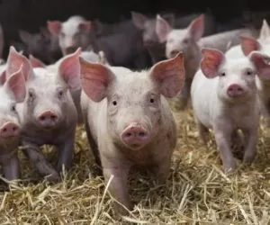 Duńsko-niemiecki gigant na rynku mięsa wieprzowego