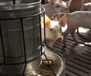 Produkty uboczne przerobu krwi jako źródło białka