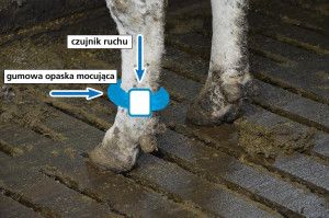 systemy monitorujące krowy