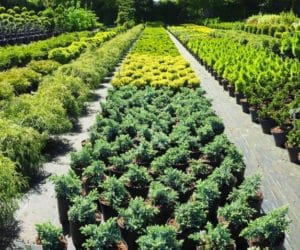 Maszyny w&nbsp;szkółkarstwie: jaka doniczkarka będzie najlepsza?