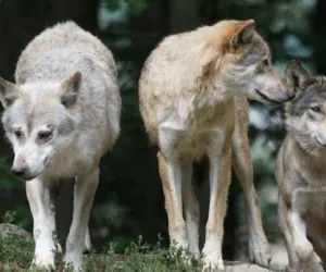 Wilki, bobry i&nbsp;żubry w&nbsp;uprawach: wyrządzone szkody
